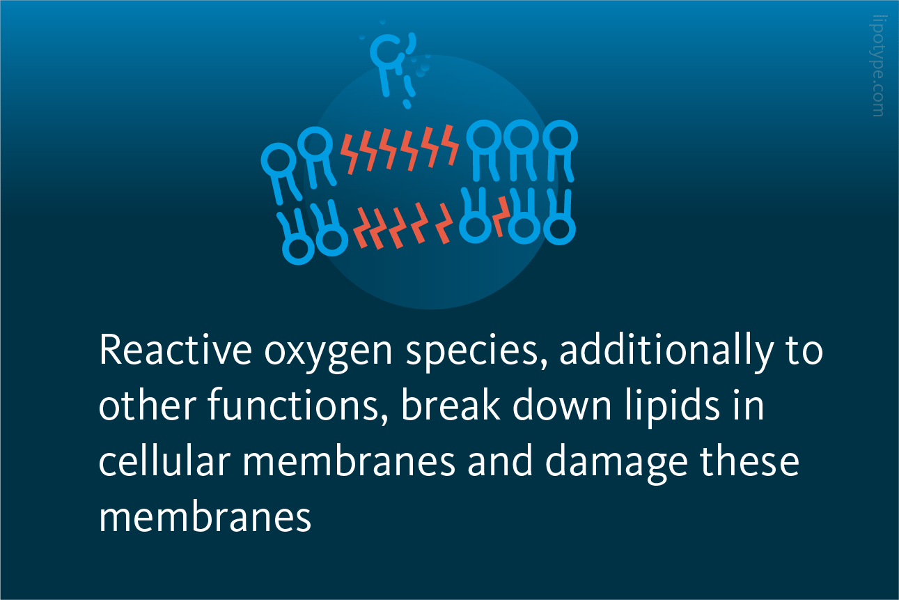 Slide 3: Reactive oxygen species, additionally to other functions, break down lipids in cellular membranes and damage these membranes.