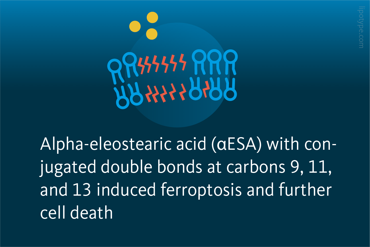 Slide 4: Alpha-eleostearic acid (αESA) with conjugated double bonds at carbons 9, 11, and 13 induced ferroptosis and further cell death.