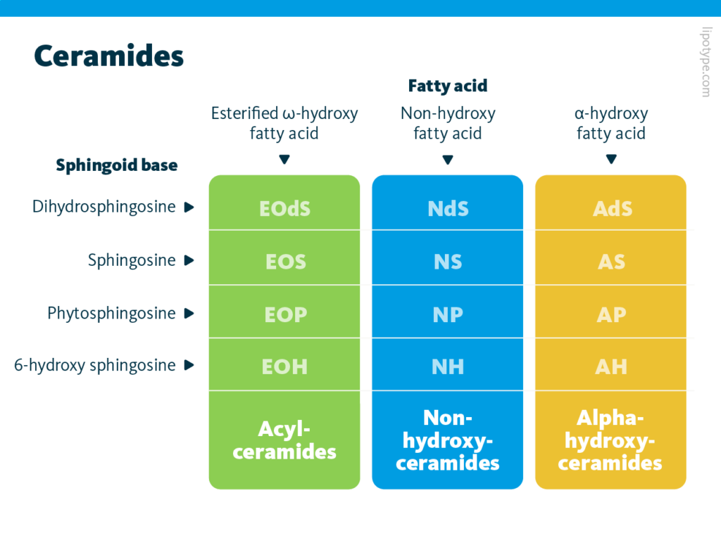 A graphical representation of ceramide subclasses. Green - subclasses of ceramides with esterified omega-hydroxy facid; blue - subclasses with non-hydroxy fatty acid; yellow - subclasses with alpha-hydroxy fatty acid.