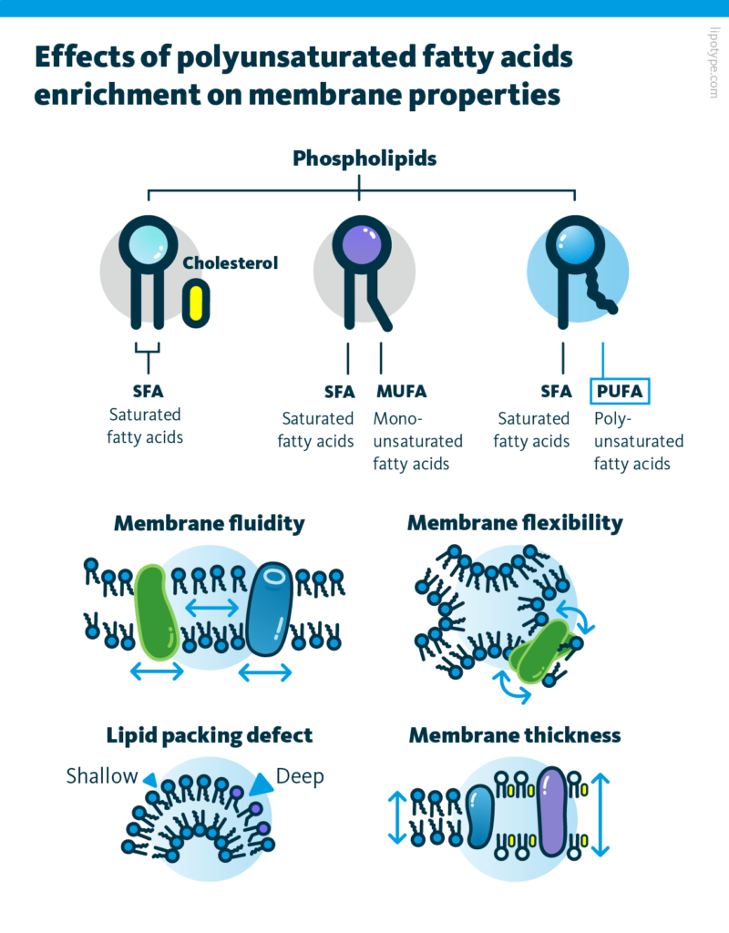 An infographic about the effects of polyunsaturated fatty acids enrichment on membrane properties.
