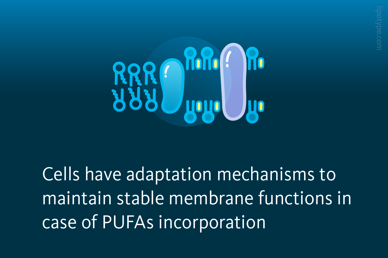 Slide 4: Cells have adaptation mechanisms to maintain stable membrane functions in case of PUFAs incorporation.