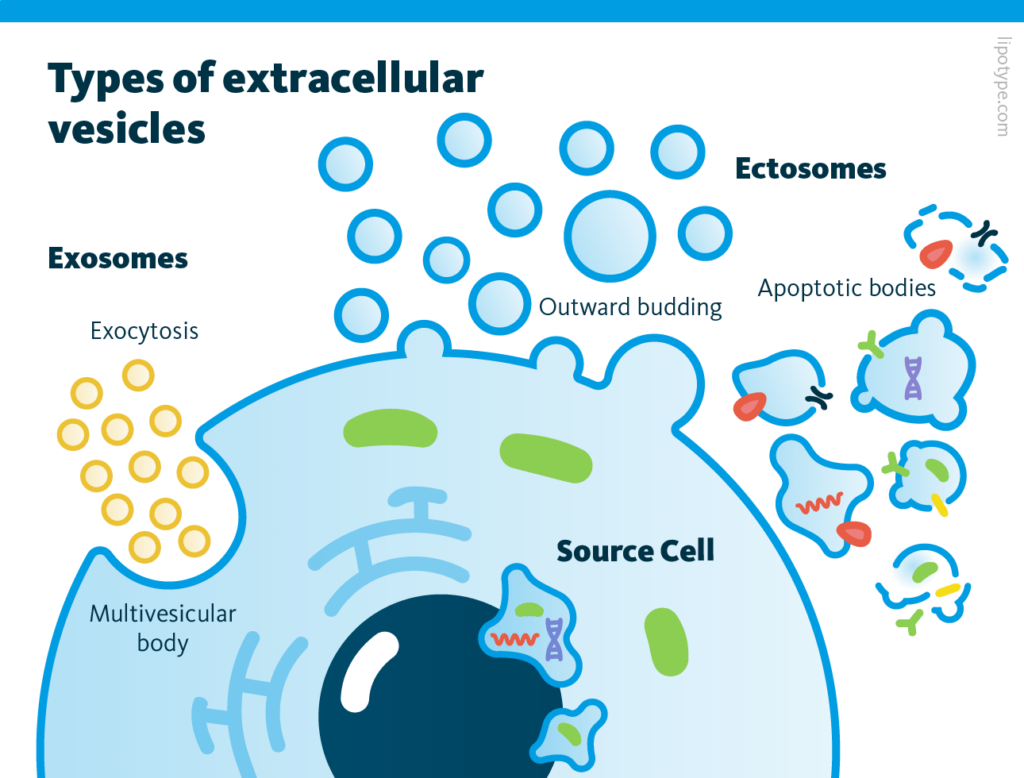 An image depicting types of extracellular vehicles: exosomes and ectosomes.