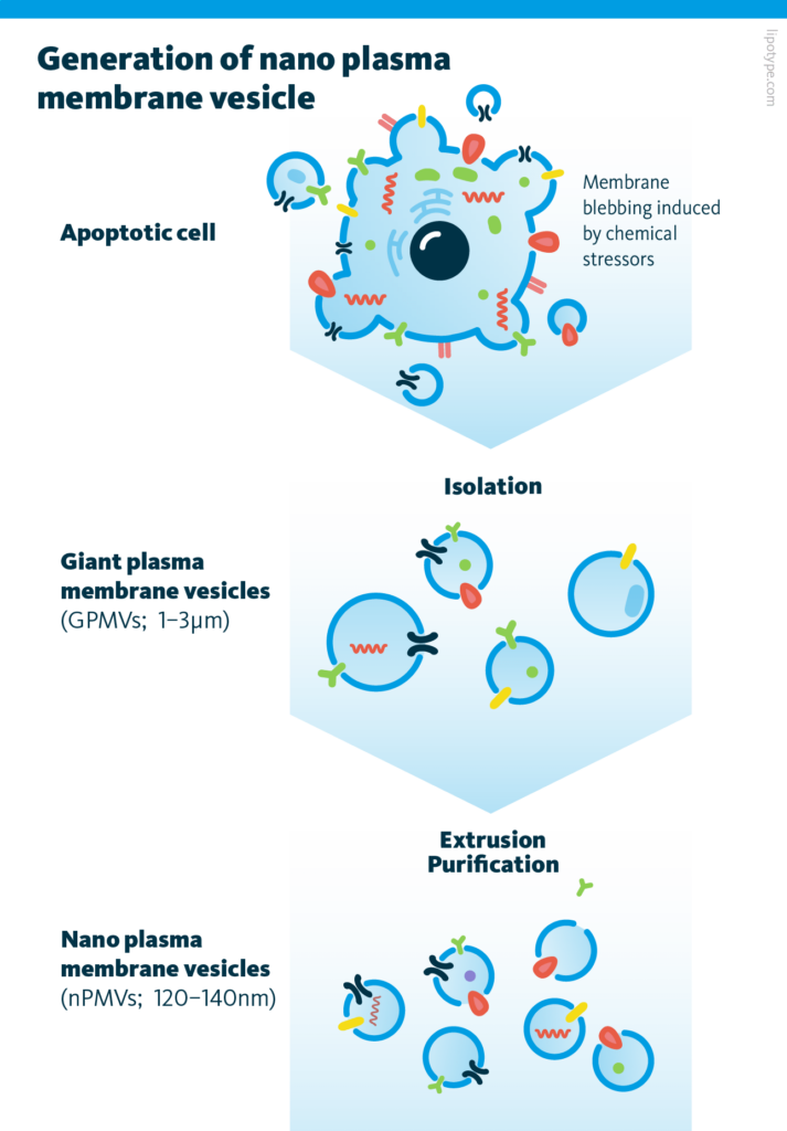 Generation of nano plasma membrane vesicle. A cell undergoes apoptosis, and giant plasma membrane vesicles are isolated. Further, during extrusion and purification procedures nano plasma membrane vesicles are obtained.