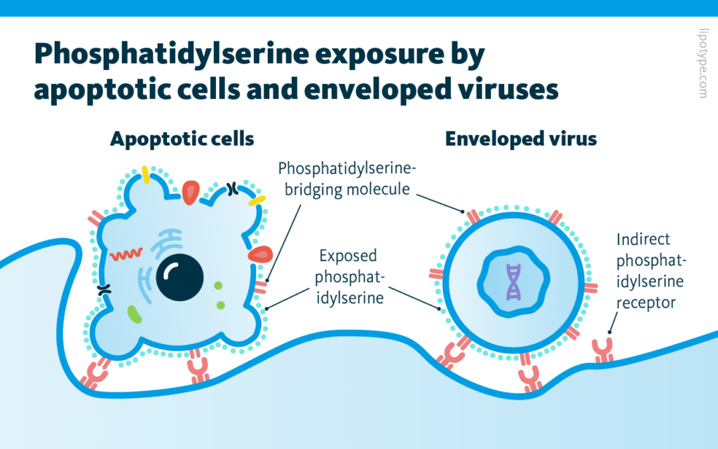 Phosphatidylserine exposure by apoptotic cells and enveloped virus. Apoptotic cell and enveloped virus are both shown with PS and indirect PS receptor.