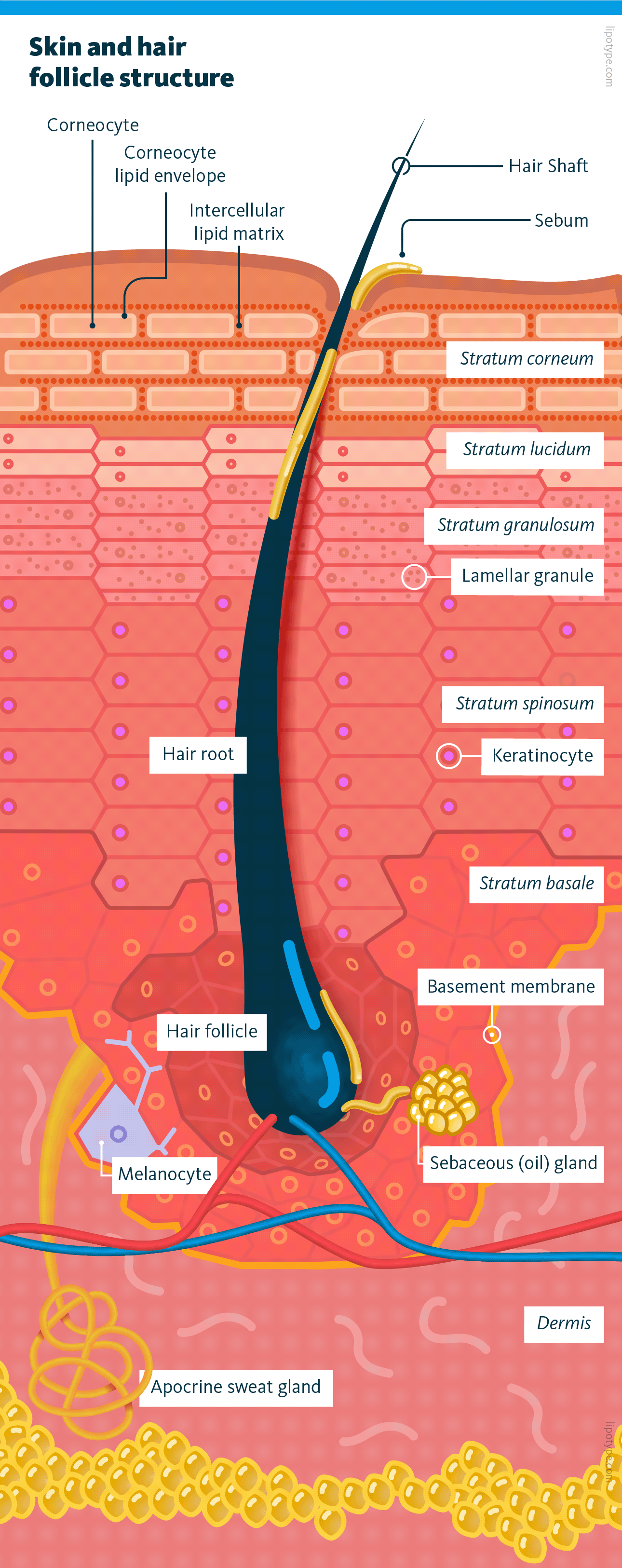 Lipidomics in stratum corneum research Lipotype GmbH