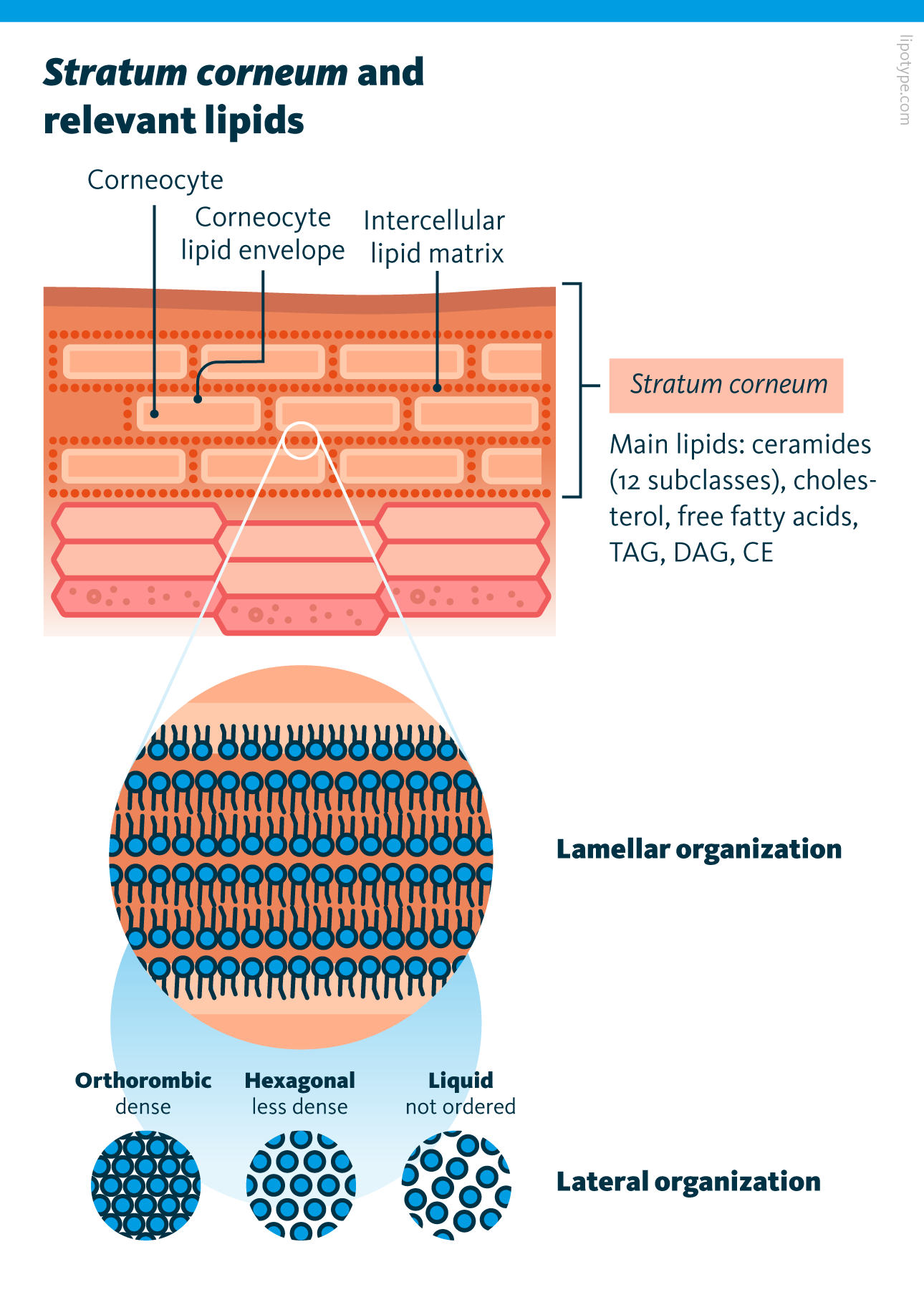 A schematic representation of stratum corneum and relevant lipids.