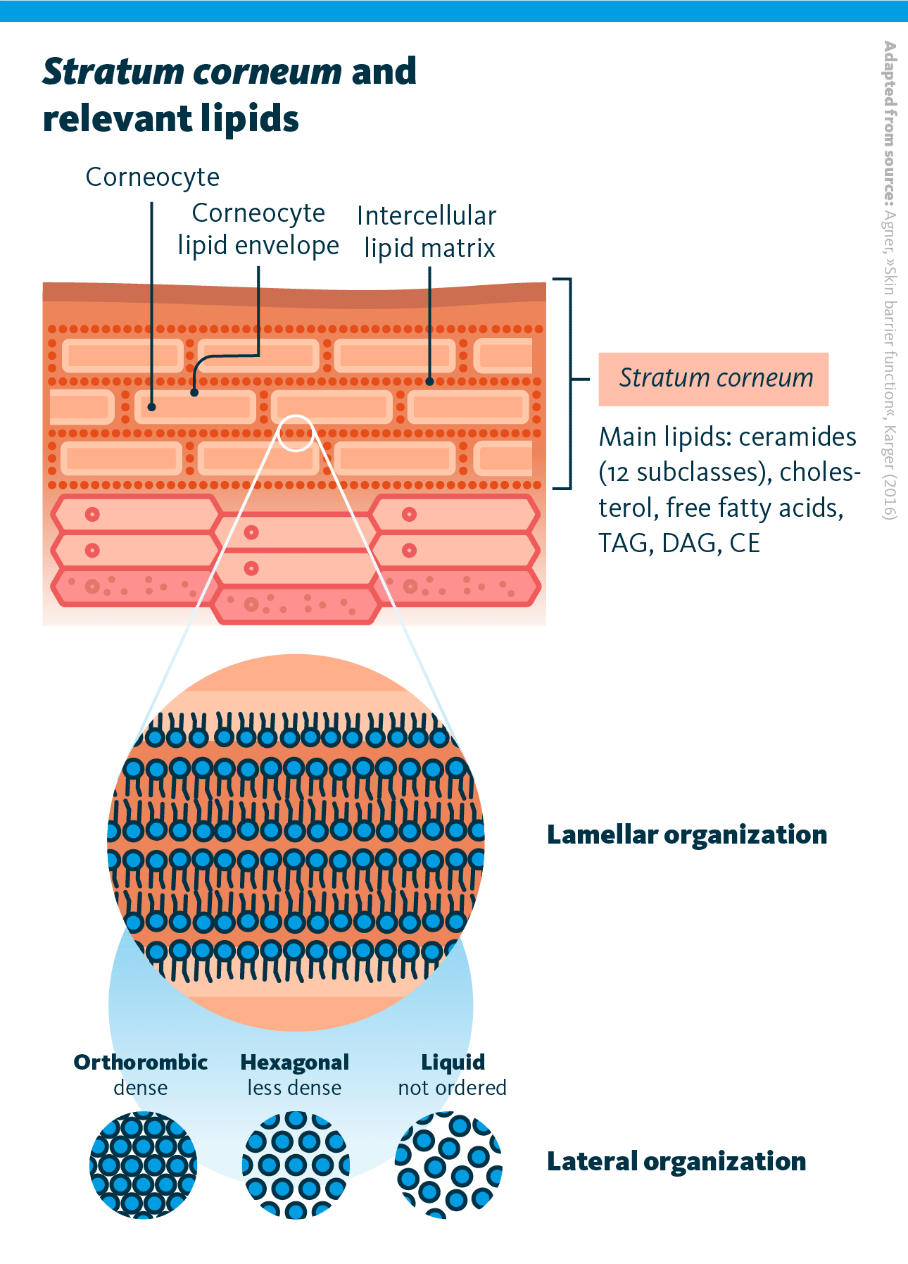 A schematic representation of stratum corneum and relevant lipids.