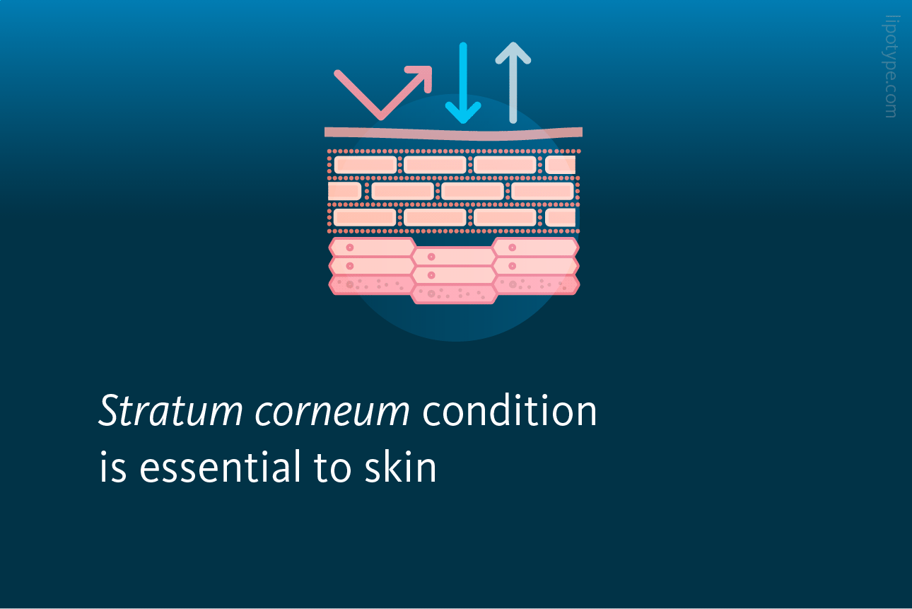 Slide 2: Stratum corneum condition is essential to skin hydration