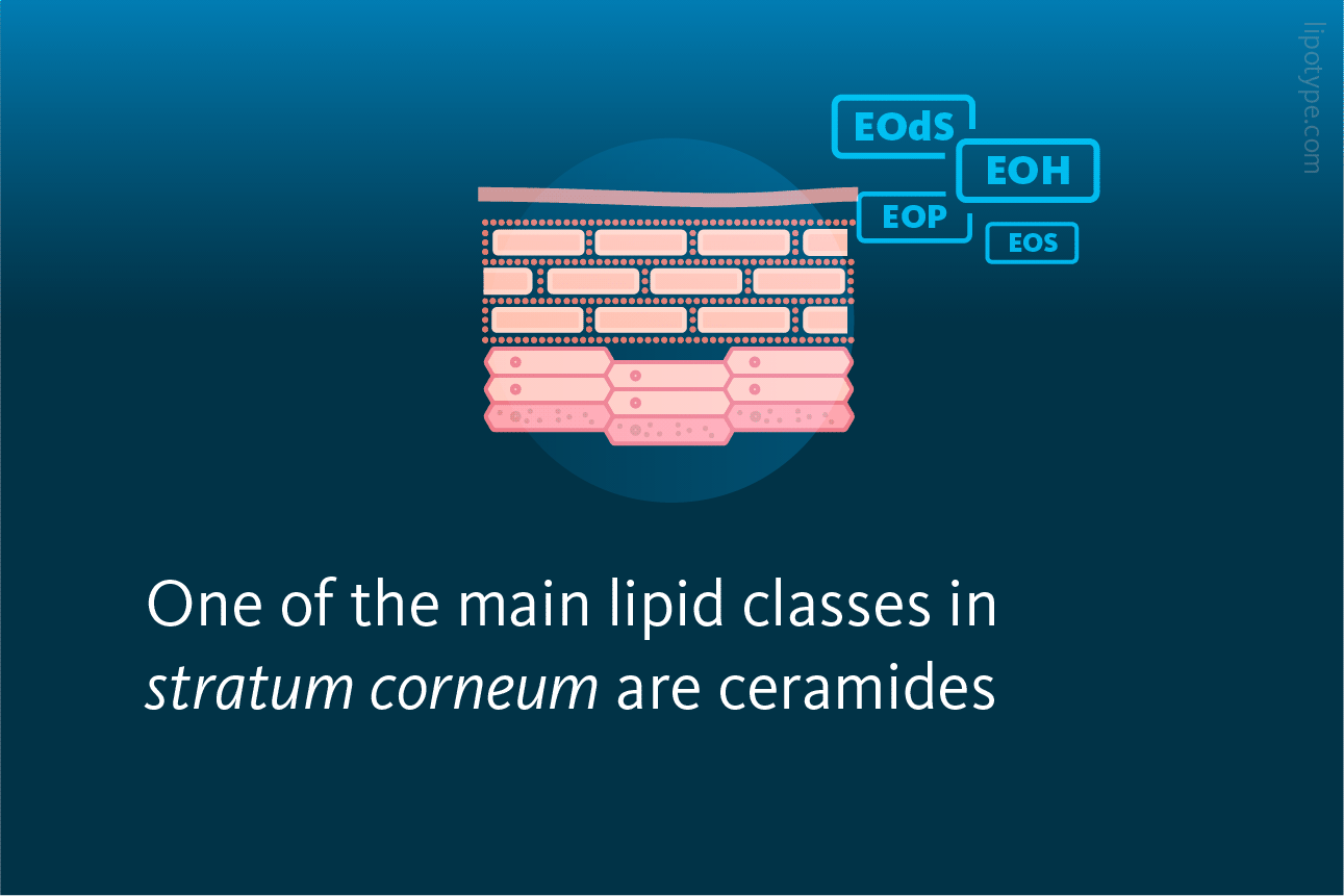 Slide 3: One of the main lipid classes in stratum corneum are ceramides