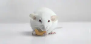 A photo of a white mouse eating a cashew nut.