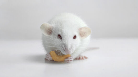 A photo of a white mouse eating a cashew nut.