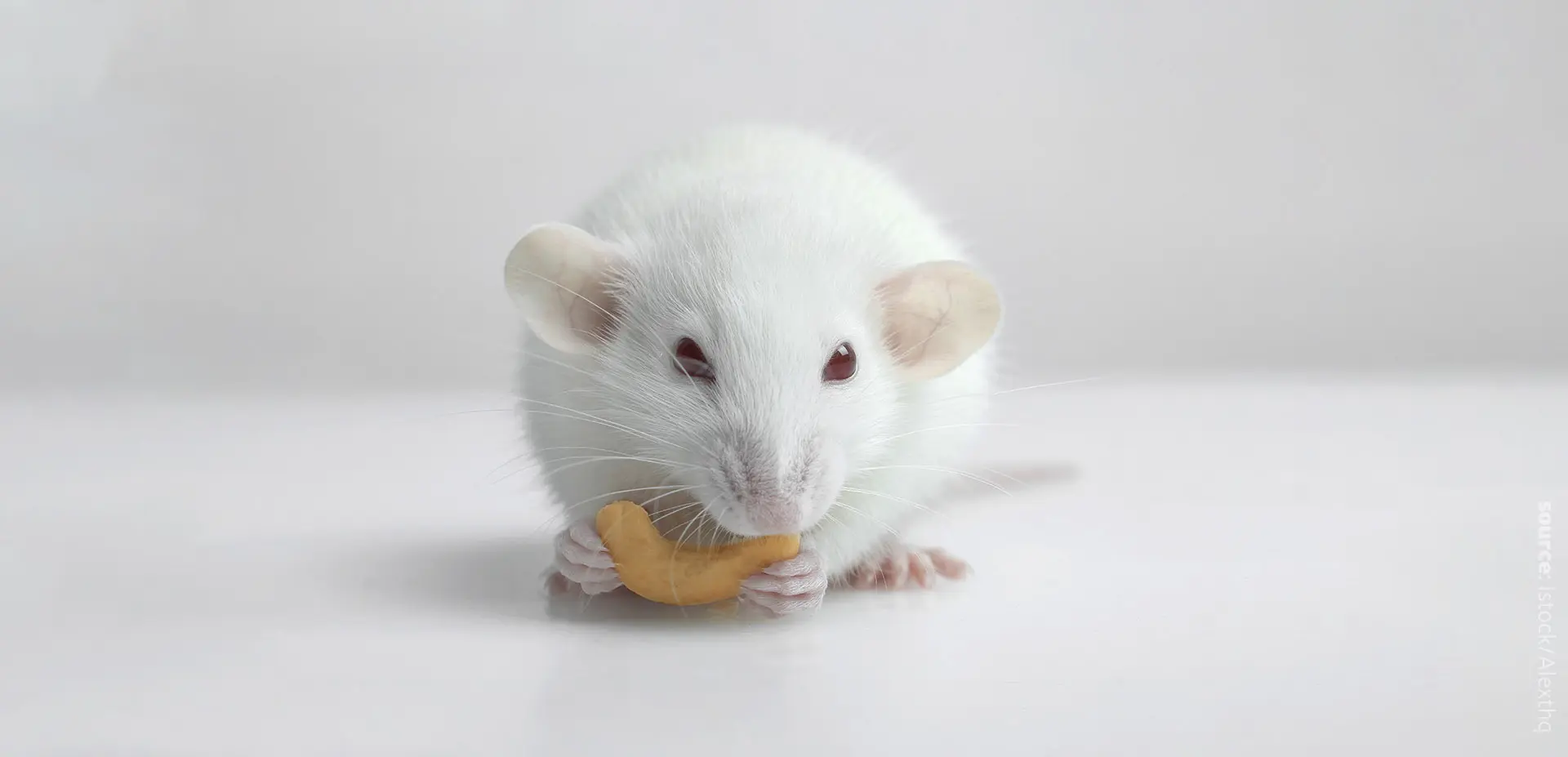 A photo of a white mouse eating a cashew nut.