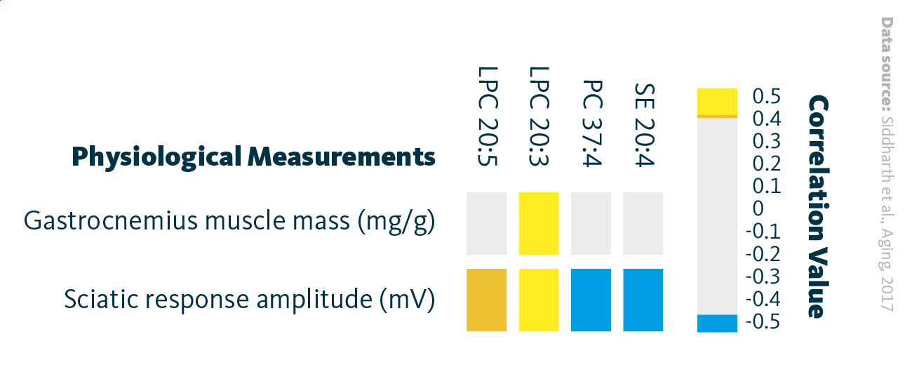 Correlation between statistically different lipid species and measured physiological parameters. The positive correlation is observed in gastrocnemius muscle mass and LPC 20:3, and sciatic response amplitude and LPC 20:5 and LPC 20:3. The negative correlation is observed in sciatic response amplitude and PC 37:4 and SE 20:4.
