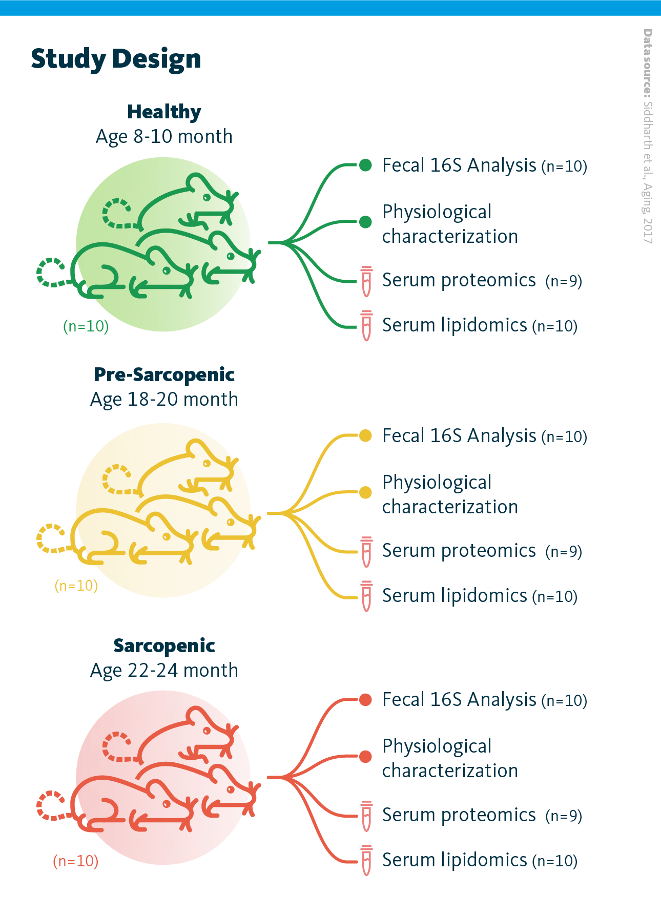 Study design. Healthy, pre-sarcopenic, and sarcopenic aged rates were used in the study. Fecal 16S analysis, physiological characterization, serum proteomics, and serum lipidomics analyses were performed on all groups of rats.