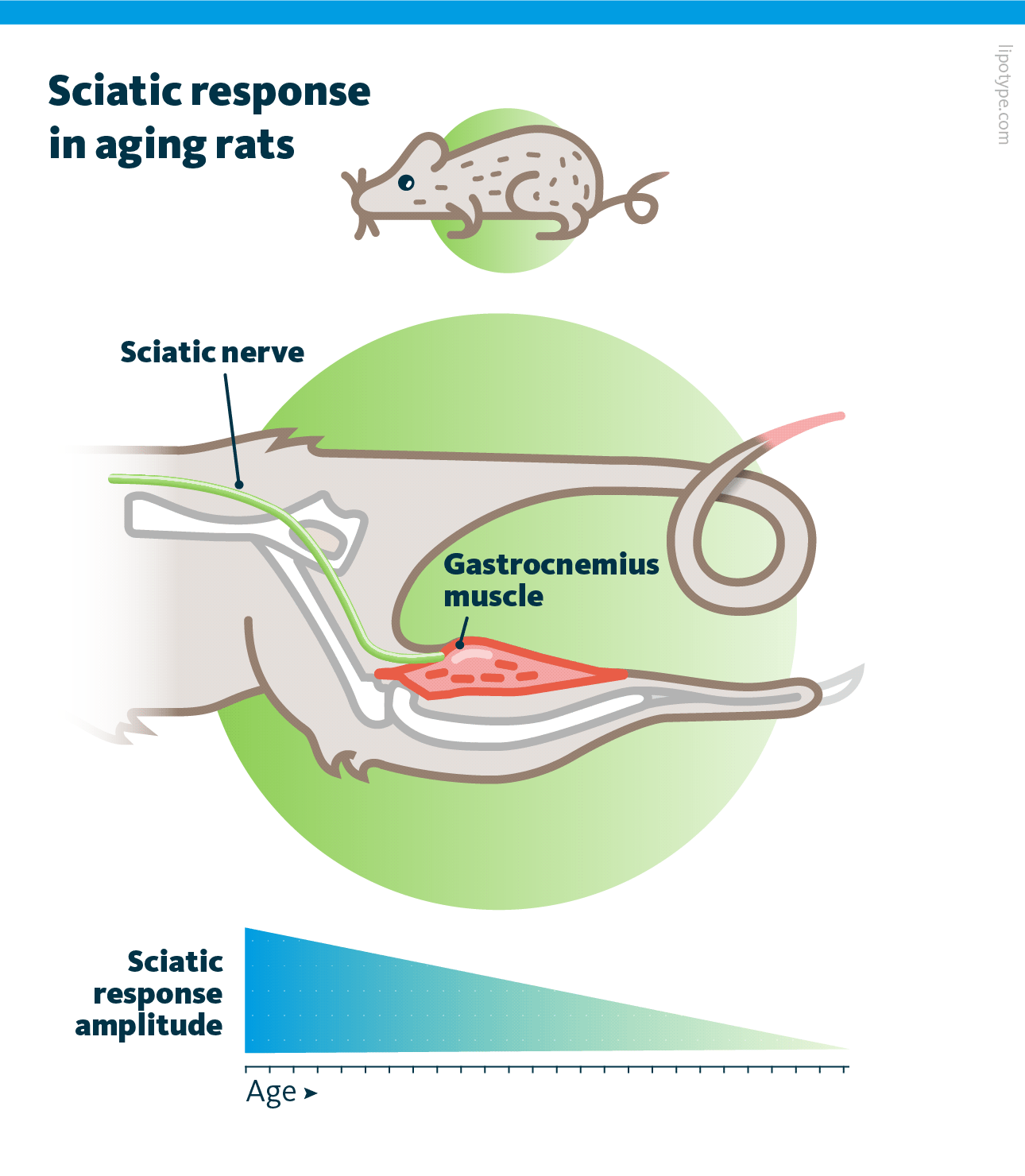 An infographic depicting sciatic response that declines in aging mice.