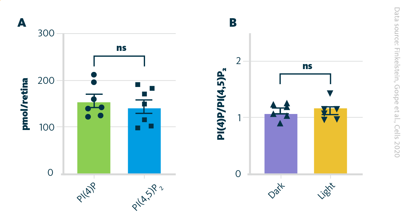 PI(4)P and PI(4,5)P2 in retina. A The amounts of PI(4)P and PI(4,5)P2 in the retina is nearly the same. B The PI(4)P to PI(4,5)P2 ratio in the retinas of group Dark and group Light are nearly the same.