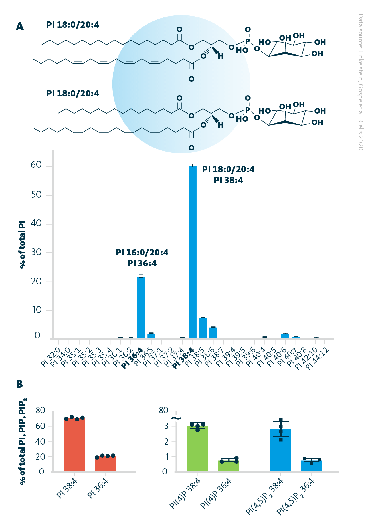 Retinal phosphoinositides. A Phosphatidylinositol profiles in mice retina with the schematic visualization of most abundant arachidonic acid-containing species. B Relative abundance of 36:4 and 38:4 PIs, along with their phosphorylated forms (PI(4)P, PI(4,5)P2), in dark-adapted mouse retinas.