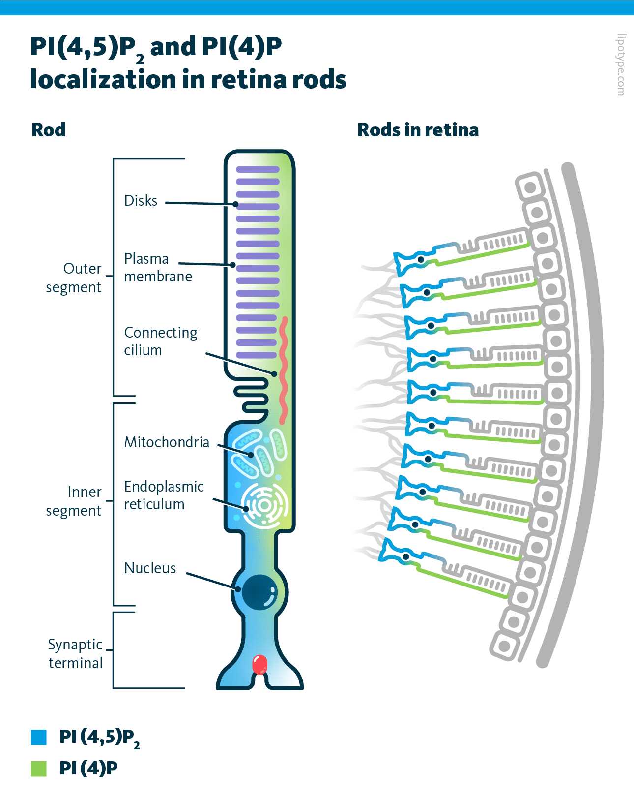 The image shows the distribution of PI(4,5)P2 and PI(4)P in different rod compartments.
