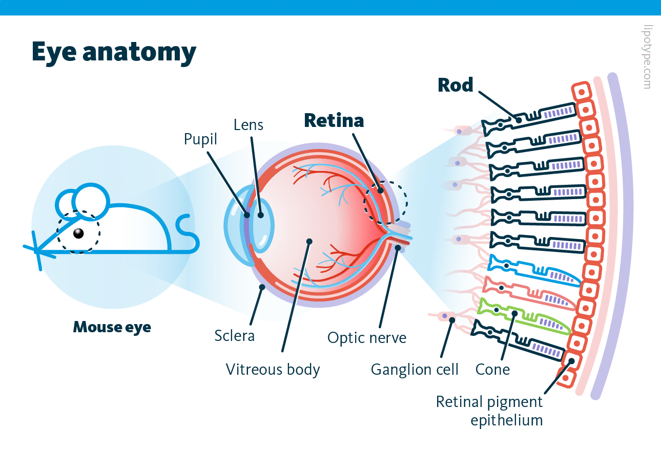 The lipidomics analysis of rods from the murine retina was performed.
