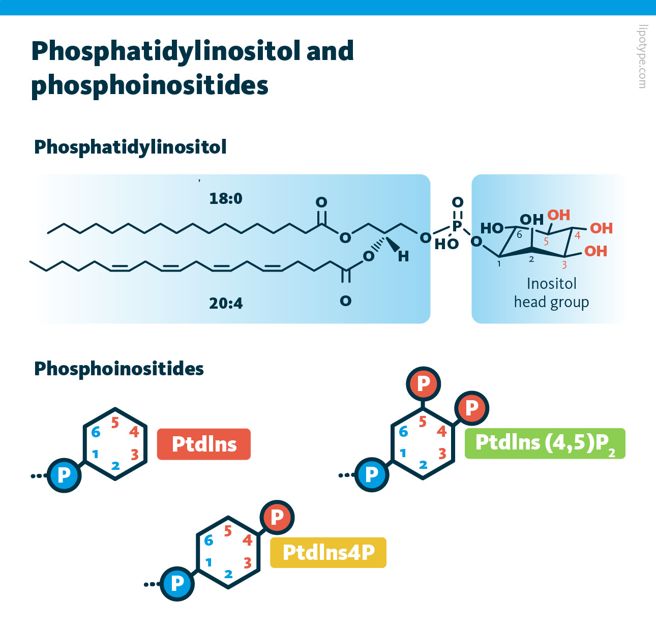 The structure of phosphatidylinositol and phosphoinositides. Left: the phosphatidylinositol chemical structure PI(18:0/20:4) with hydroxyl groups at positions 3, 4, and 5 of the myoinositol head group, which serve as targets for phosphorylation. Right: Phosphoinositides with phosphorylation sites marked in red, and phosphate groups denoted by a circled P.