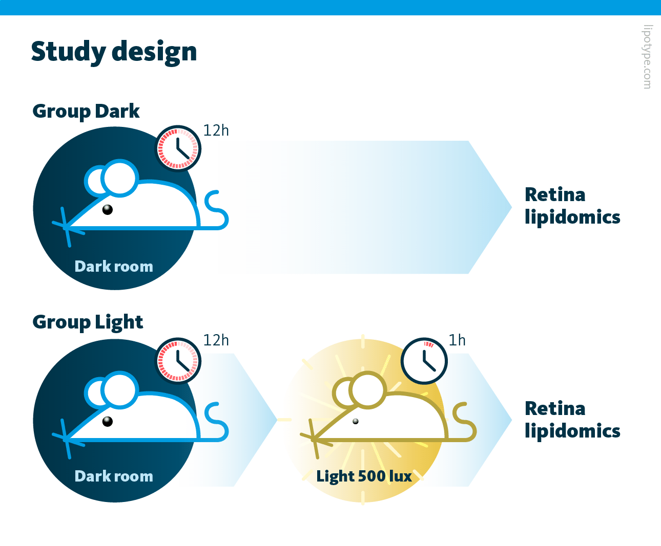 Study design. Mice were kept in the dark for 12h, and then exposed to light of 500 lux for 1h. Further, the lipidomics analysis of rods from the murine retina was performed.