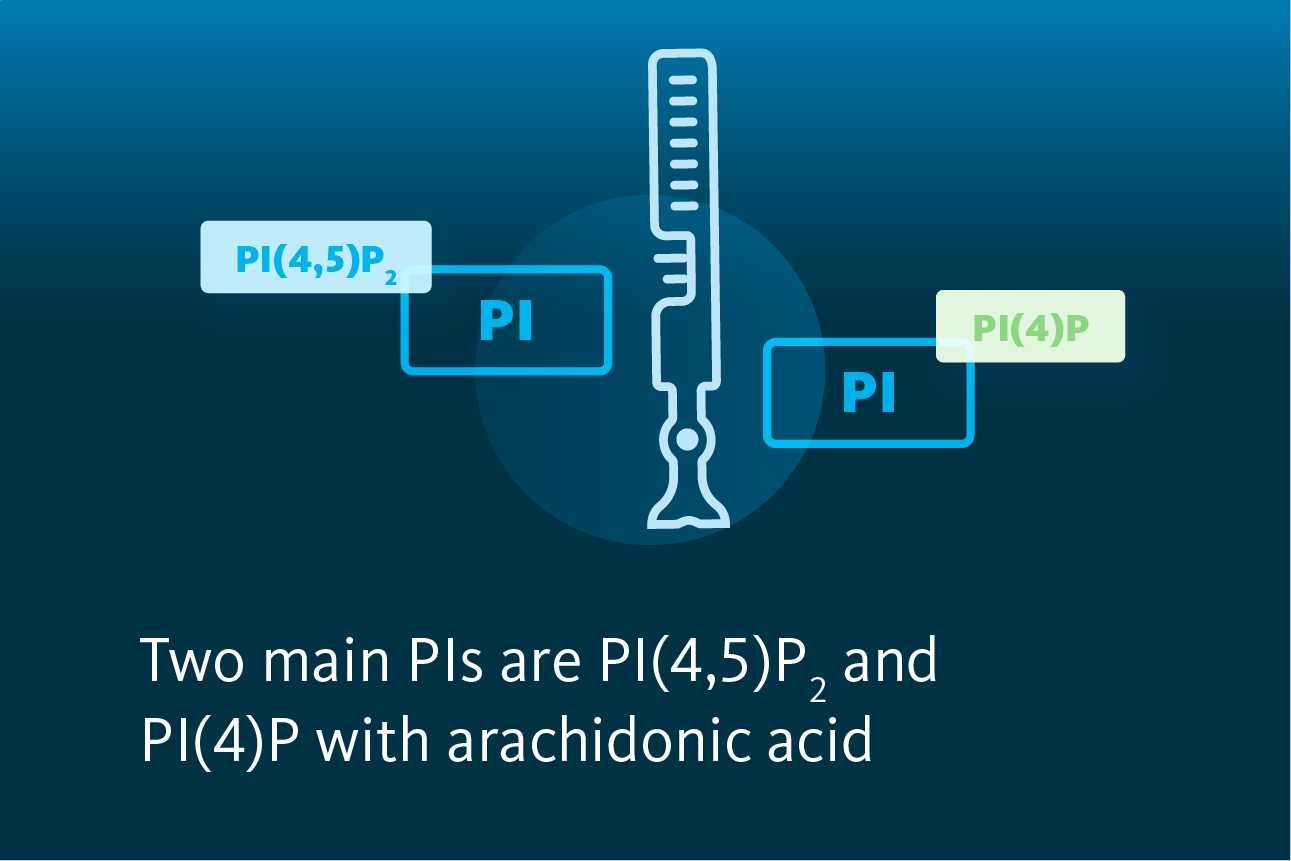 Slide 2: Two main PIs are PI(4,5)P2 and PI(4)P with arachidonic acid.