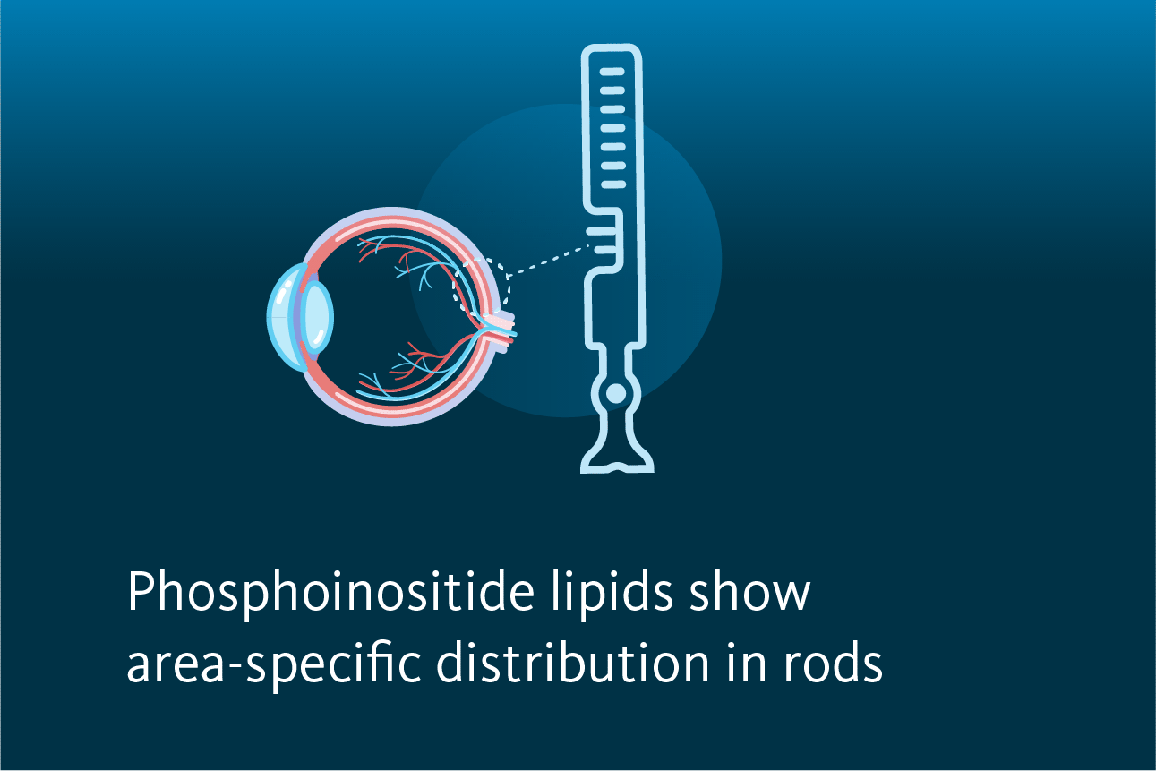 Slide 3: Phosphoinositide lipids show area-specific distribution in rods.