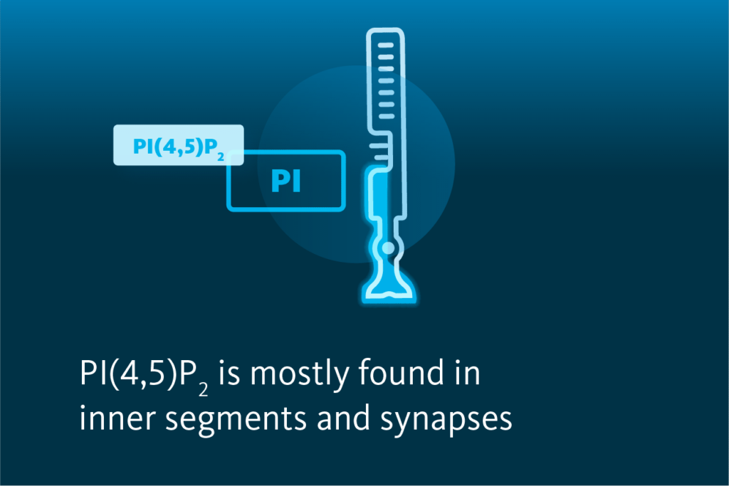 Slide 4: PI(4,5)P2 is mostly found in inner segments and synapses.