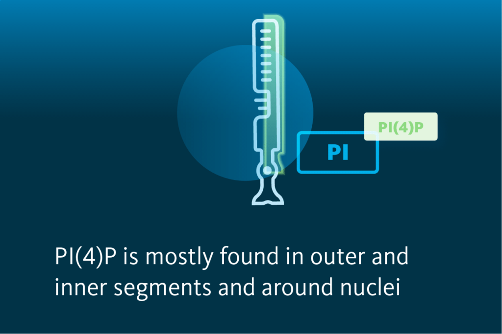 Slide 5: PI(4)P is mostly found in outer and inner segments and around nuclei.