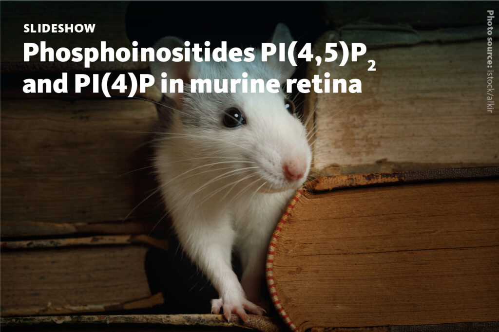 Slide 1: Phosphoinositides PI(4,5)P2 and PI(4)P in murine retina.