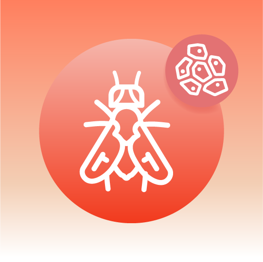 Premium Drosophila Tissue Lipidomics