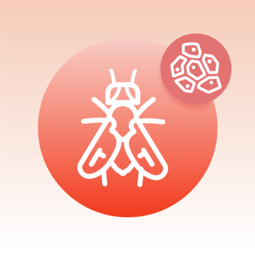 Standard Drosophila Tissue Lipidomics