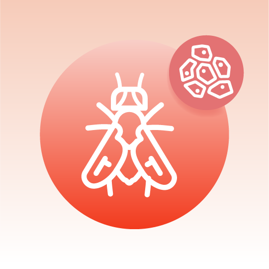 Standard Drosophila Tissue Lipidomics