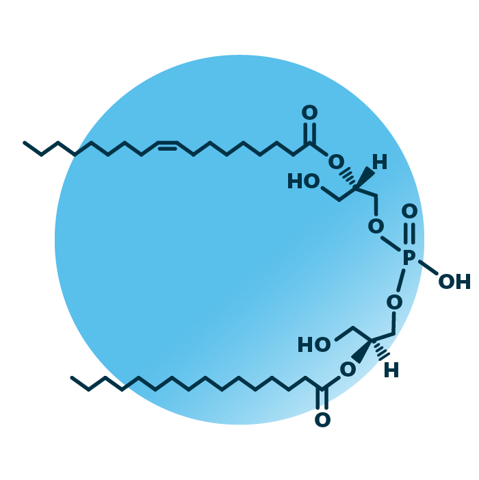An example for the molecular structure of bis(monoacylglycero)phosphate, specifically BMP(16:0/18:1(9Z)).