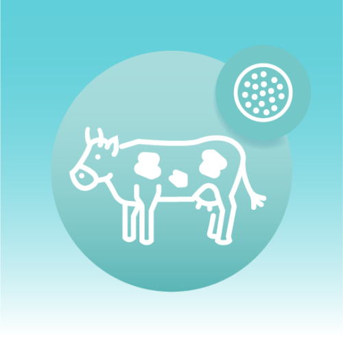 Premium Milk Exosome Lipidomics