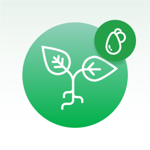 Basic Plant Oils Lipidomics