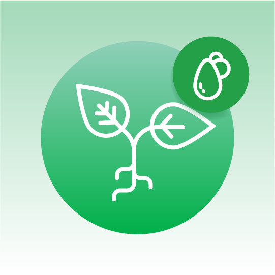 Standard Plant Oils Lipidomics