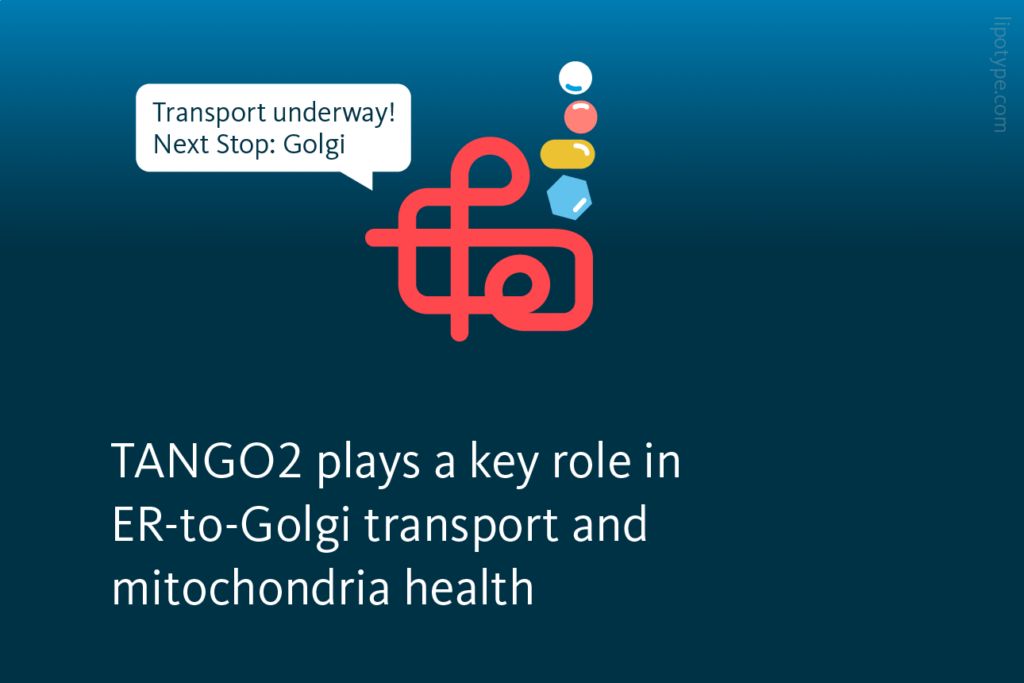 Slide 2: TANGO2 plays a key role in ER-to-Golgi transport and mitochondria health