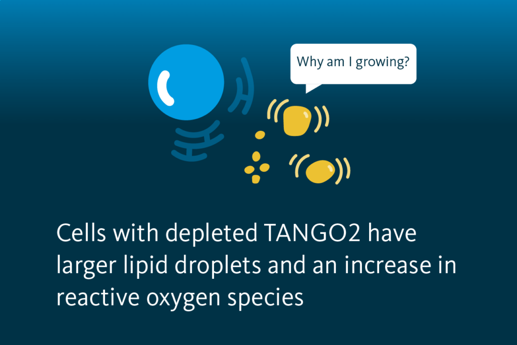 Slide 5: Cells with depleted TANGO2 have larger lipid droplets and an increase in reactive oxygen species