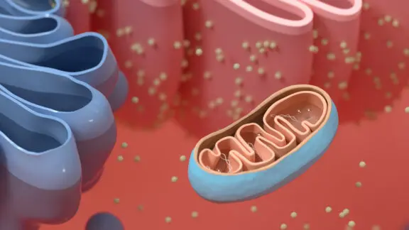 Starvation and lipid metabolism. TANGO2 plays a role in lipid metabolism and affects cellular organization during starvation.