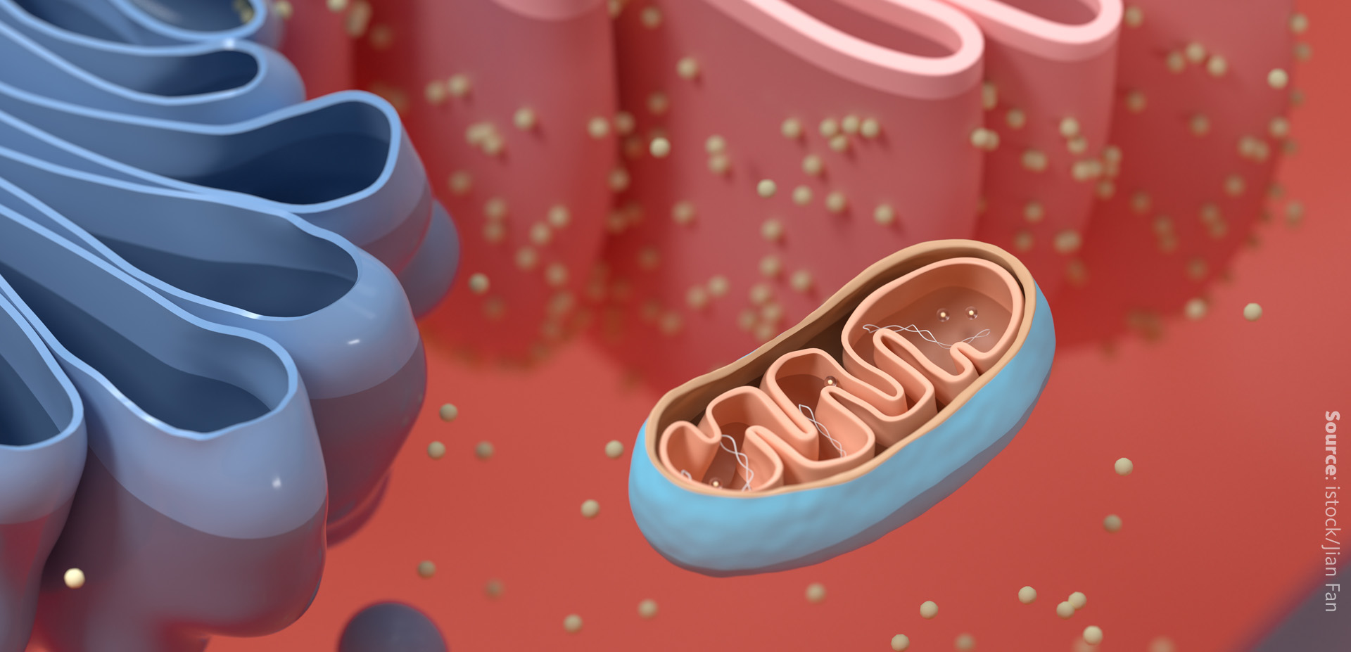 Starvation and lipid metabolism