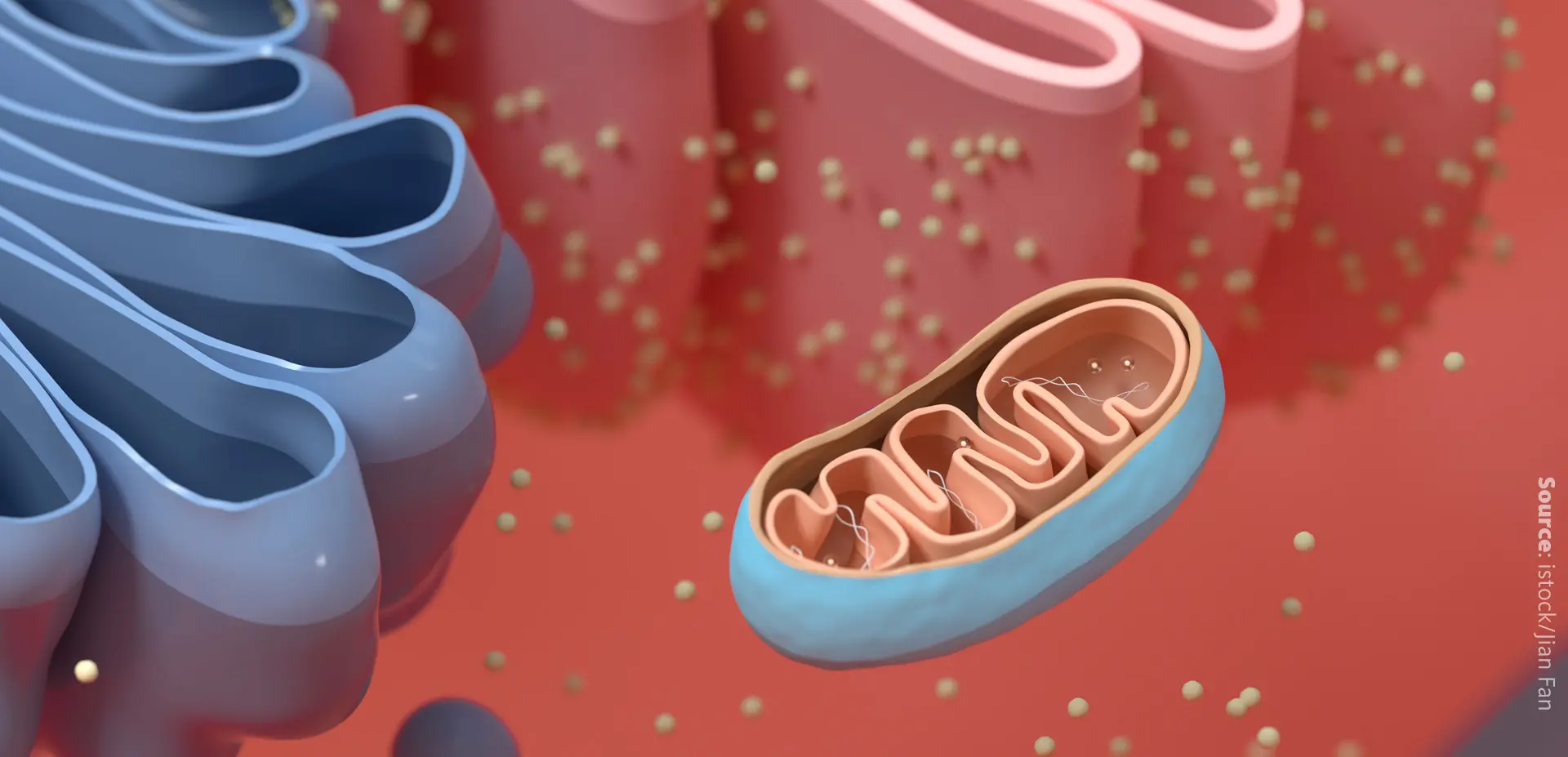 Starvation and lipid metabolism. TANGO2 plays a role in lipid metabolism and affects cellular organization during starvation.