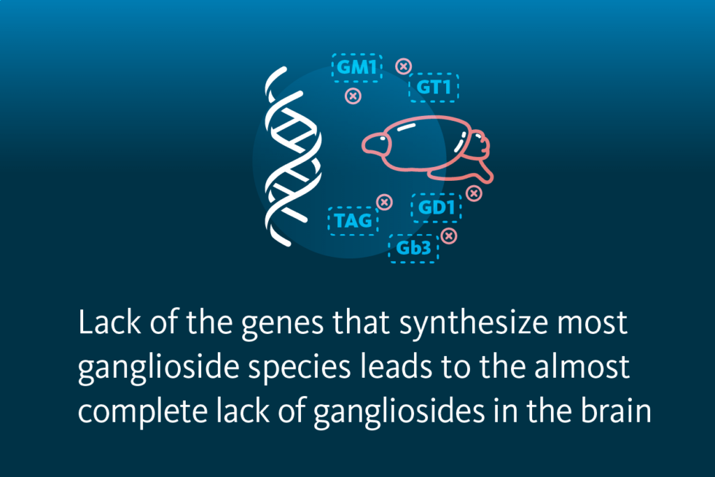 Slide 5: Lack of the genes that synthesize most ganglioside species leads to the almost complete lack of gangliosides in the brain.