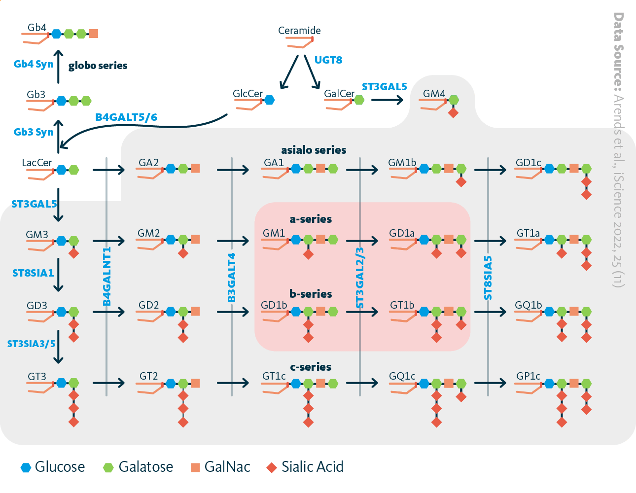 Synthesis of gangliosides. Gangliosides are synthesized from ceramide through the addition of sugar groups and sialic acid as shown on the pathway scheme. Ganlioside synthesis is impaired in mice lacking genes responsible for synthesizing most ganglioside species. These species are highlighted in grey. The main brain gangliosides are highlighted in red.