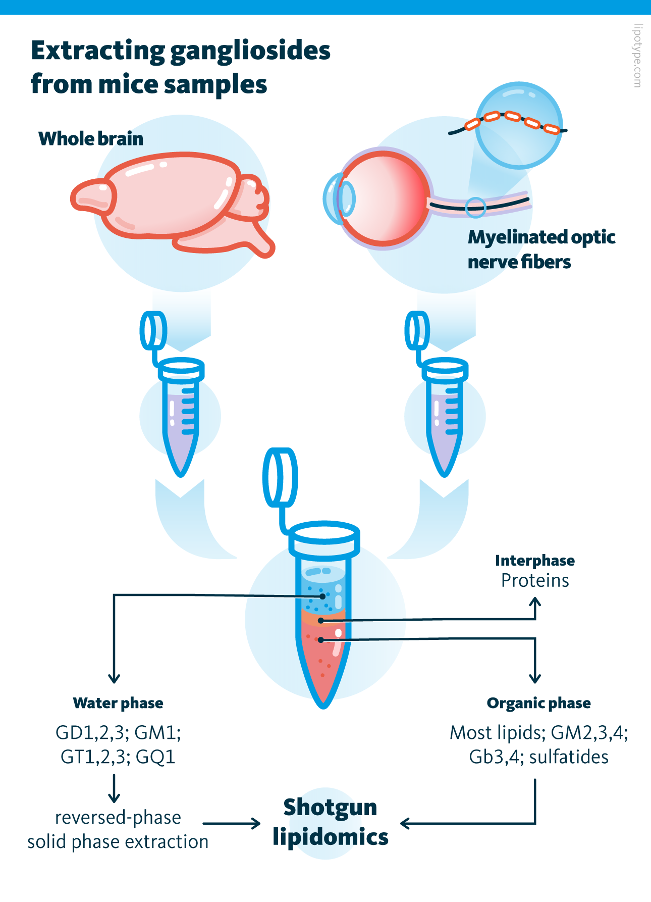 Tissue homogenates were extracted using a 2-step chloroform/methanol procedure to recover neutral (triglycerides and cholesterol esters) as well as polar lipids (mainly phospholipids). From the remaining water phase, the acidic glycosphingolipids (gangliosides) were subsequently enriched based on reverse-phase solid-phase extraction. Gangliosides were eluted and infused into the mass spectrometer with a robotic nano-electrospray ionization device.