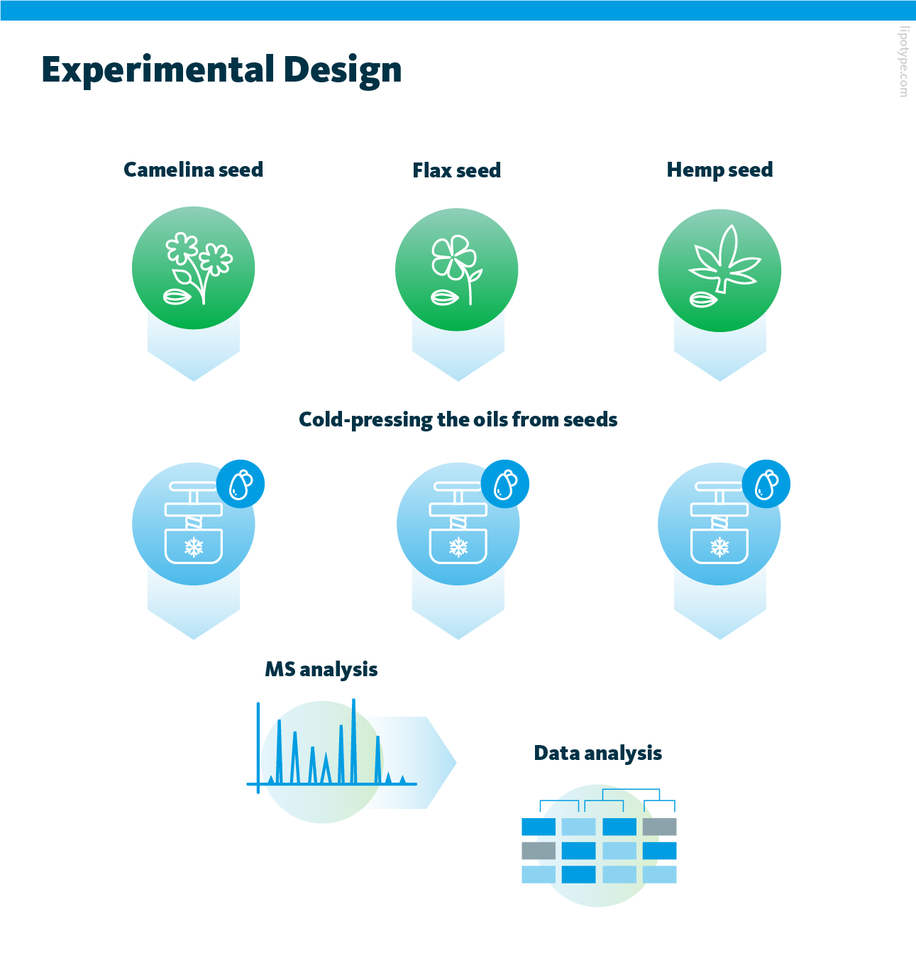 Experimental design depicting different seeds, cold-pressing the oils from seeds, performing MS analysis and data analysis.