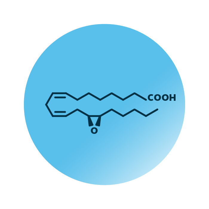 An example for the molecular structure of oxiEDE 14,15-EpEDE.