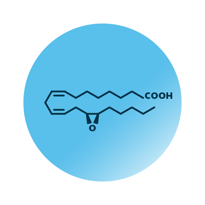 An example for the molecular structure of oxiEDE 14,15-EpEDE.