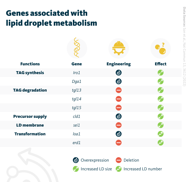 Genes associated with lipid droplet metabolism. A tabular overview for the experimental genetic engineering (overexpression of deletion) of several lipid metabolism related genes and the measured impact on lipid droplet size and number.