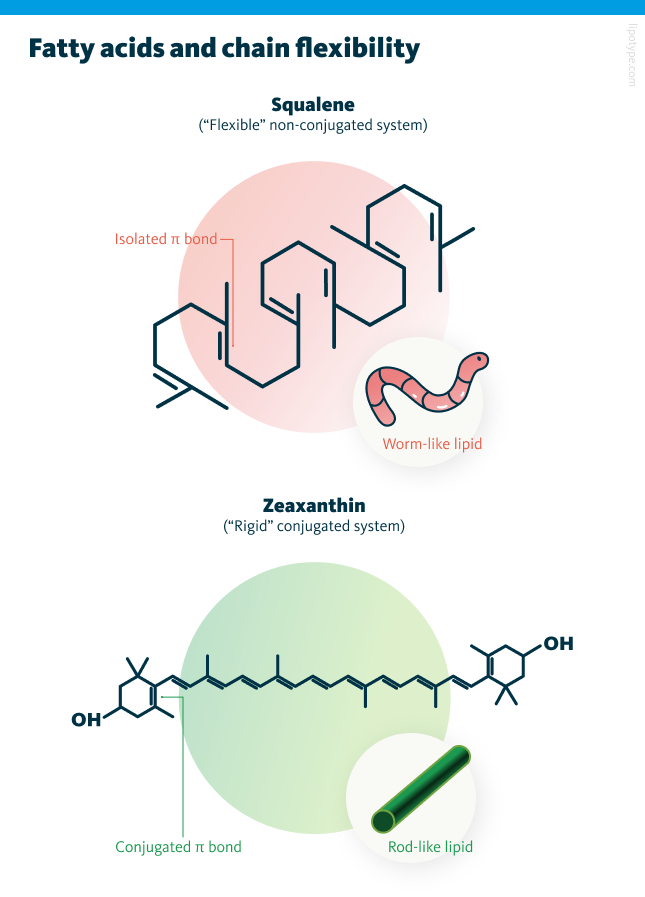An infographic showing fatty acids and chain flexibility. The chemical structure of the non-saponifiable lipids used in the computational and experimental analyses reveals that squalene (red) is structurally flexible due to its isolated π bonds. In contrast, zeaxanthin (green) has conjugated π bonds, making it rigid and resulting in minimal conformational changes.